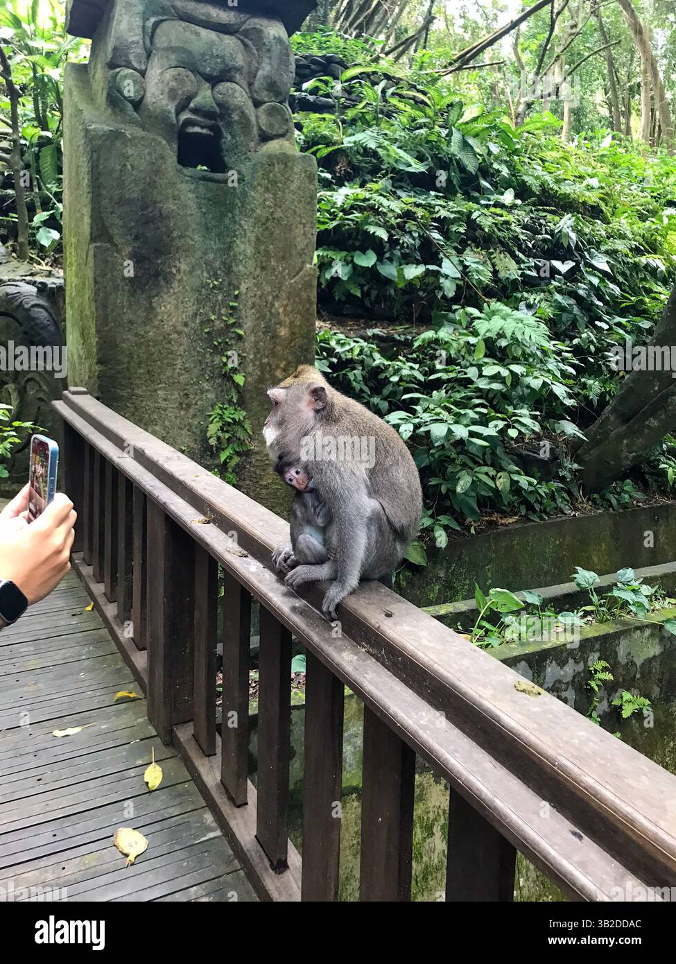 Macachi selvatici nel Santuario della Foresta delle Scimmie Sacre di Ubud, Bali. Una foresta tropicale e popolare destinazione turistica in Indonesia. Foto Stock