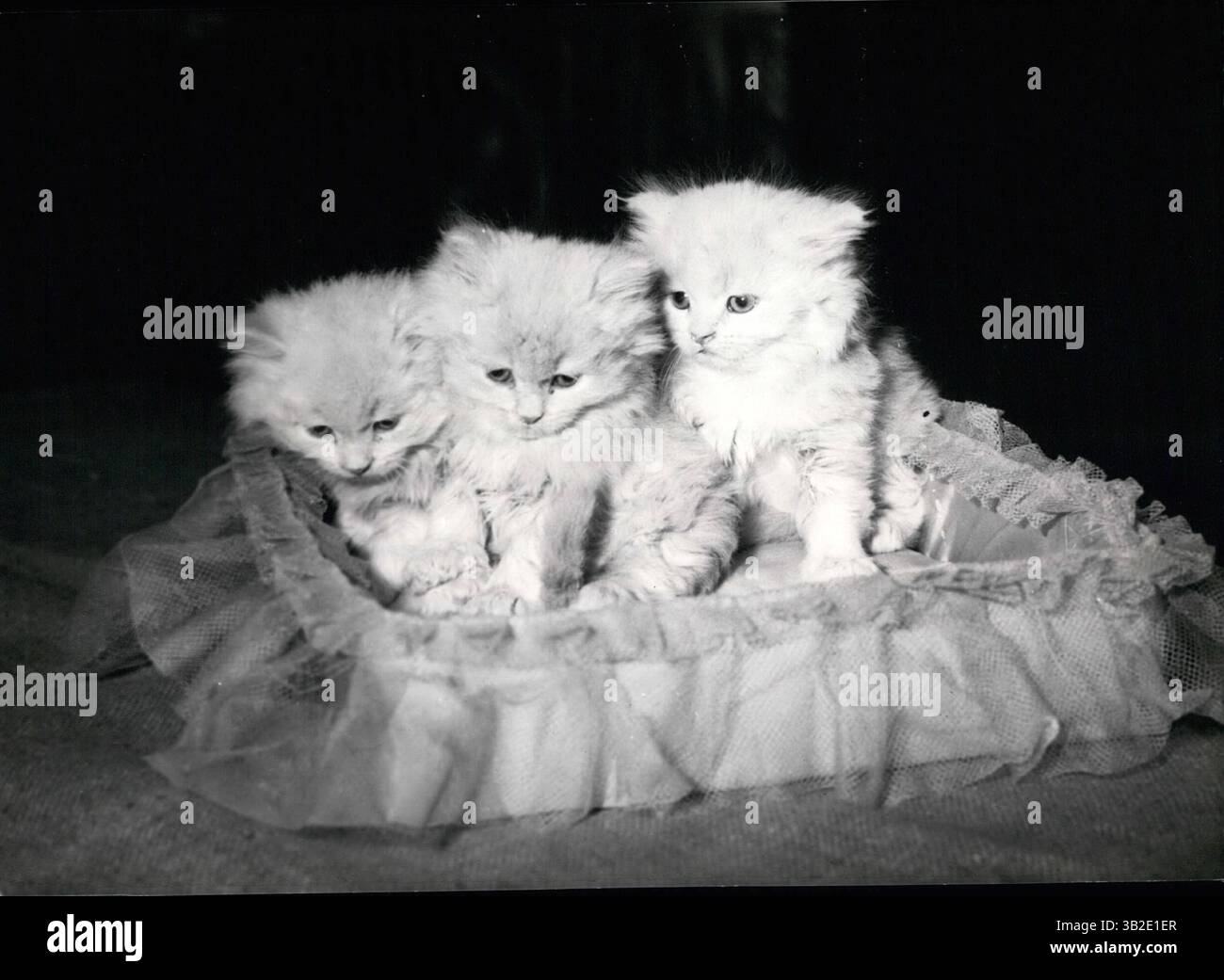1964 - i più bei gatti del mondo mostra a Parigi - e una mostra con i gatti di tutti i tipi : Siameses, Burmeses e Persiani, è ora trattenuto a Parigi. OPS 3 per sei settimane-vecchio bianco Per Sians. (Credito Immagine: © Keystone Pictures USA/ZUMAPRESS.com) Foto Stock
