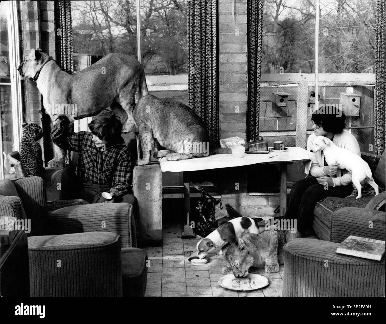 1976 - Tea Time at the Clews' quando un leone prende il suo tè fianco a fianco con un Jack Russell Terrier. La foto mostra da sinistra a destra Brian Clews (13) che gioca con Fortune mentre Sheba guarda fuori dalla finestra del salotto e Simba si prende cura del suo bagno, sulle settes Shirley (16) con il suo Jack Russell Terrier bianco, Cub Lion ama la punta fuori da un vassoio (Credit Image: © Keystone Press Agency/ZUMA Press Wire) Foto Stock
