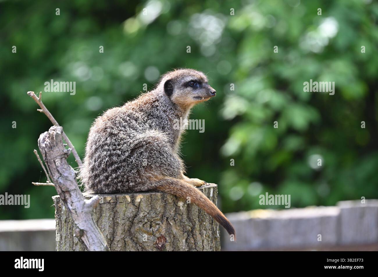 Un meerkat dalla coda sottile all'osservatorio seduto su un ceppo d'albero nello Zoo di Londra Foto Stock
