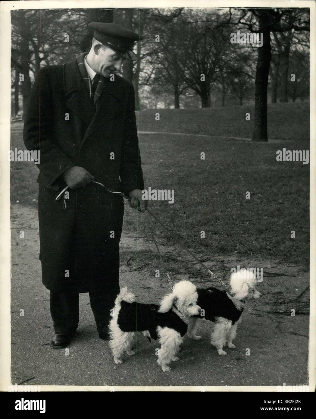 31 marzo 2012 - presentazione dei "cani più alla moda" in Gran Bretagna. Rex e Michael indossano agnello e visone persiano.: Da vedere nel parco di questi giorni - orgogliosi e come un barboncino durante l'incantesimo freddo ci sono Michael e Rex, animali domestici della Royal Furrier Mrs. Delmer Price. Tutti i giorni vengono portati al parco per una messa in onda con un autista guidato da Rolls, e indossano cappotti di agnello persiano fatti su misura e del valore di circa 25 sterline ciascuno. L'ultima novità del loro guardaroba con un cappotto in visone per Michael - del valore di &pound; 100. Gli animali sono pedigree e hanno un valore di &libbra; 1.200 - e sono curati dalla signora Maudie Joy the Foto Stock