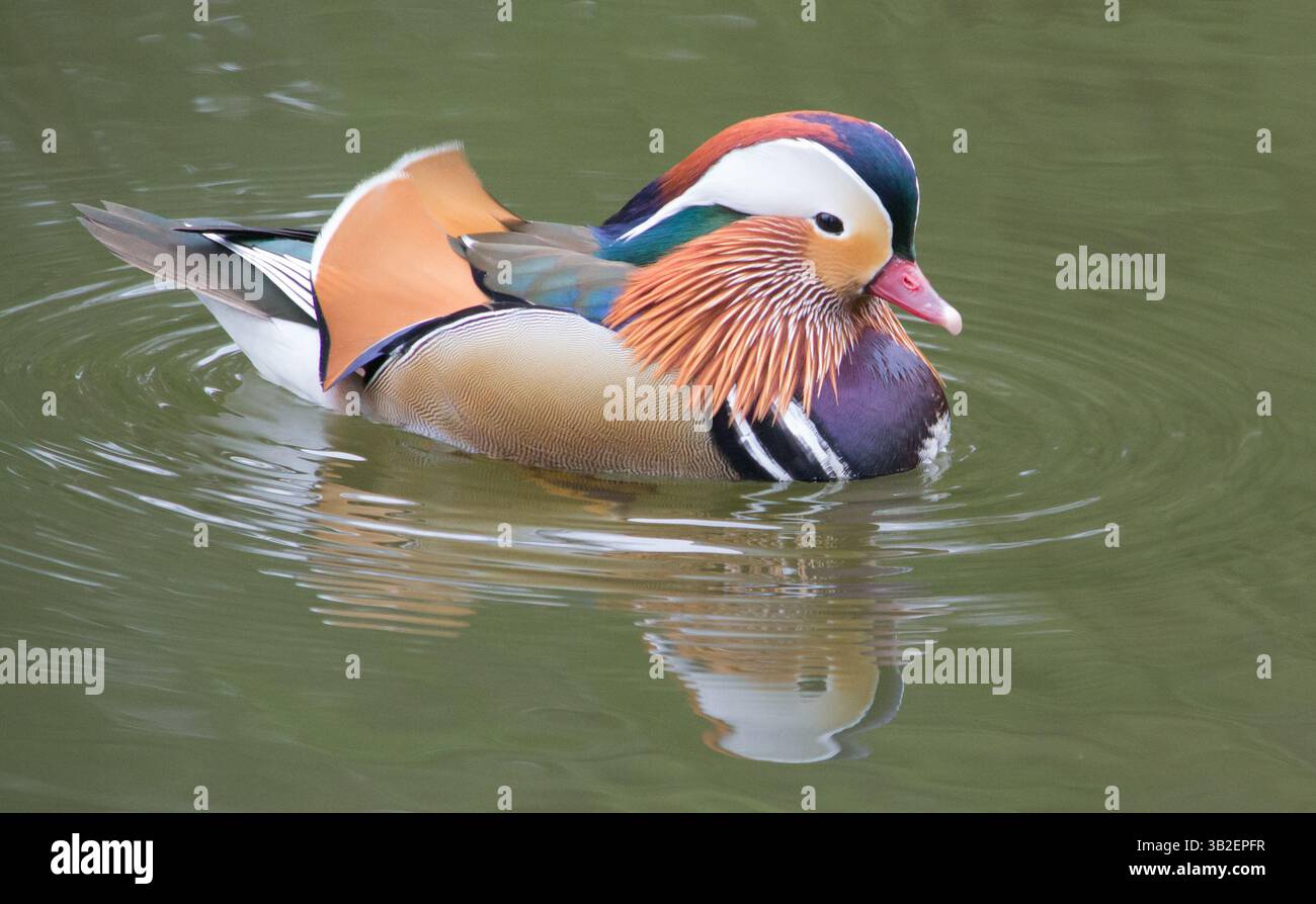 Anatra al mandarino Drake (Aix galericulata) scattata a Yarrow Valley Park, Chorley, Regno Unito il 25 marzo 2025. Foto Stock