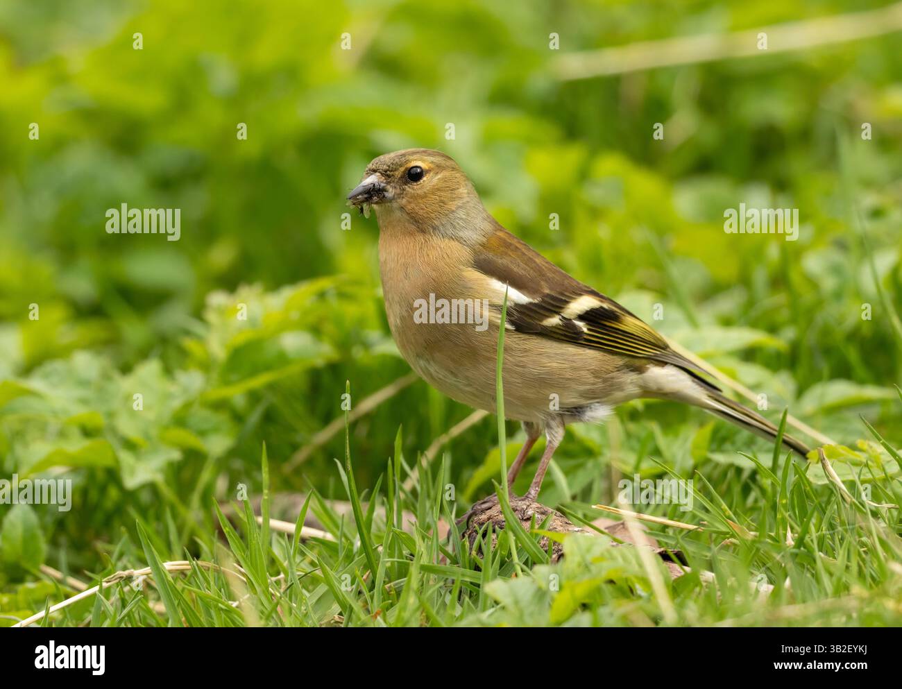 Zaffinch femmina che si forgia nell'erba per insetti Foto Stock
