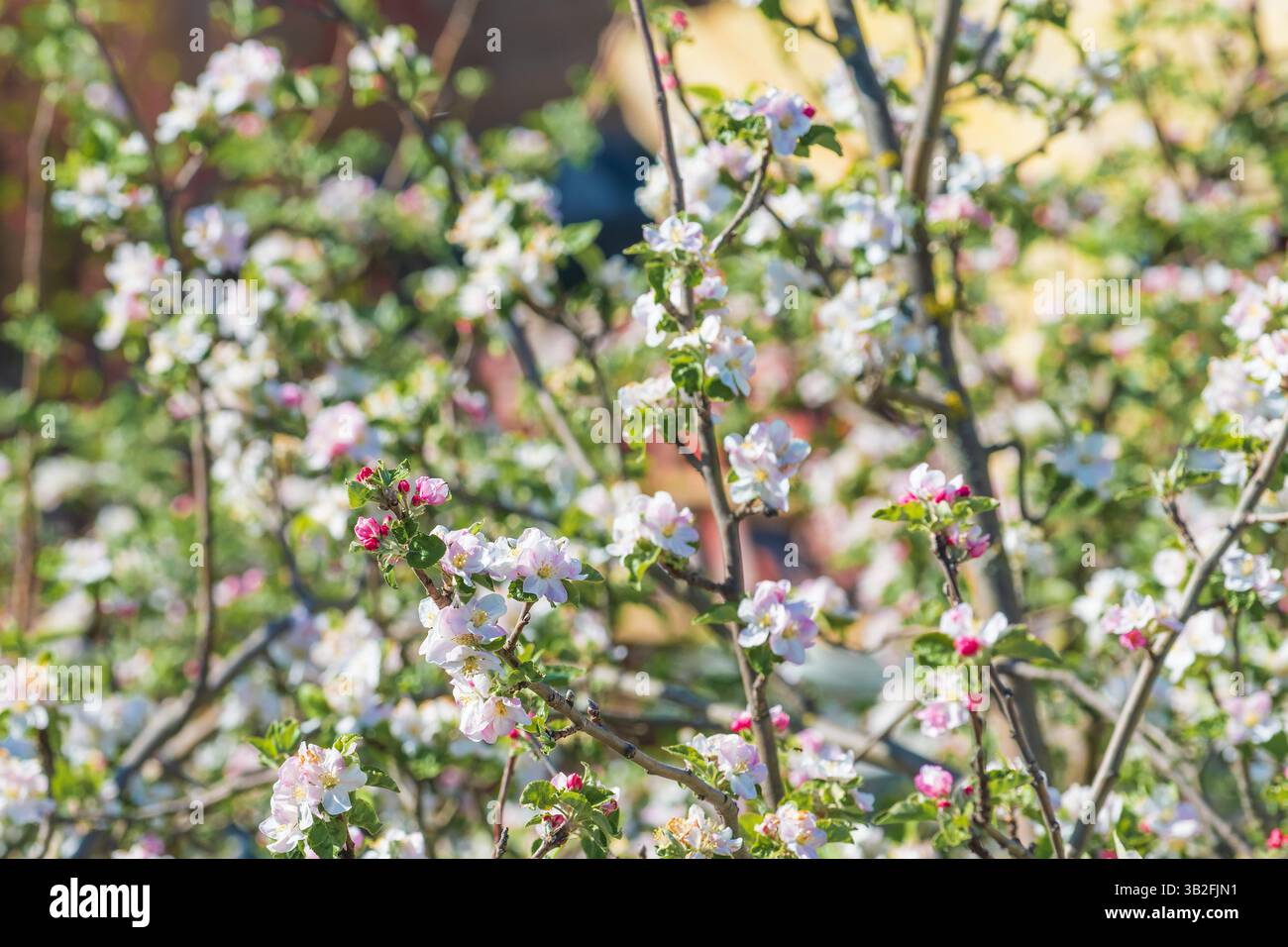 La fioritura delle mele di granchio in primavera è selettiva Foto Stock