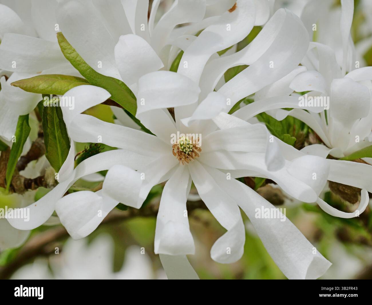 La stella bianca magnolia fiorisce con petali sottili e un'ovaia giallo-verde. Una meraviglia primaverile in piena fioritura. Foto Stock