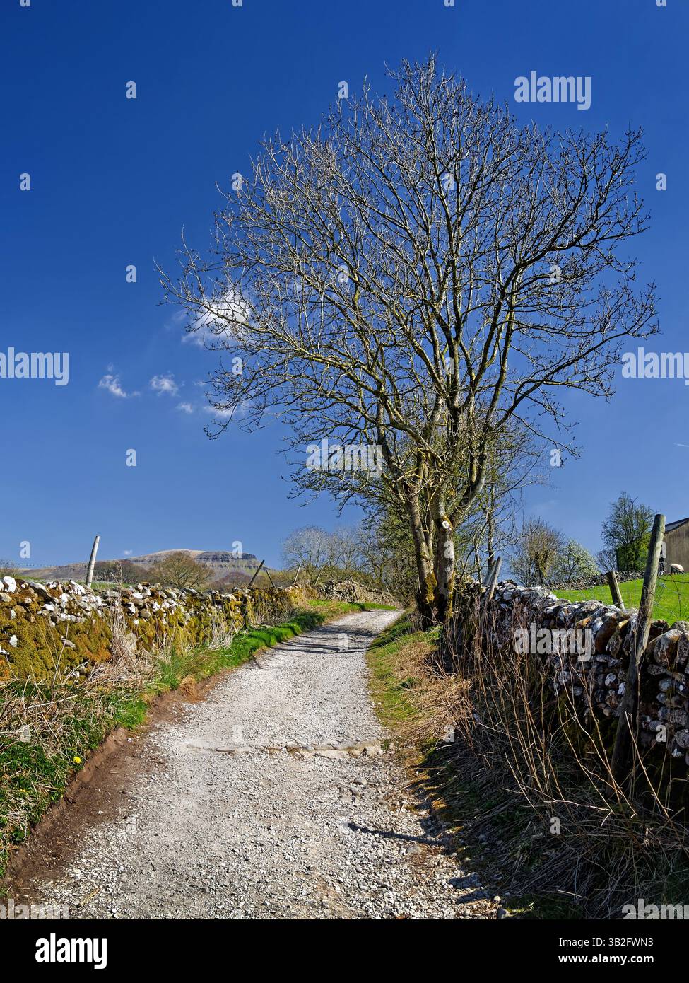 Regno Unito, North Yorkshire, Yorkshire Dales, Horton-in-Ribblesdale, Horton Scar Lane e Pen-y-Ghent. Foto Stock