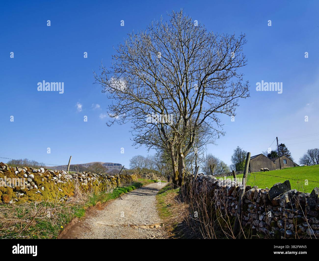 Regno Unito, North Yorkshire, Yorkshire Dales, Horton-in-Ribblesdale, Horton Scar Lane e Pen-y-Ghent. Foto Stock