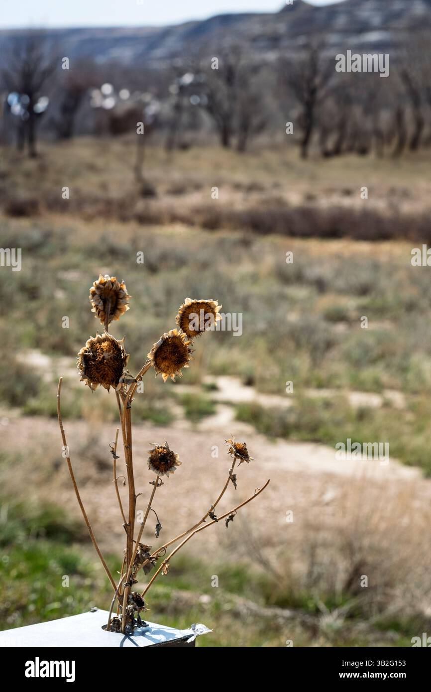 Le piante di girasole essiccate si stagliano su un paesaggio naturale sfocato con colline e alberi sullo sfondo Foto Stock