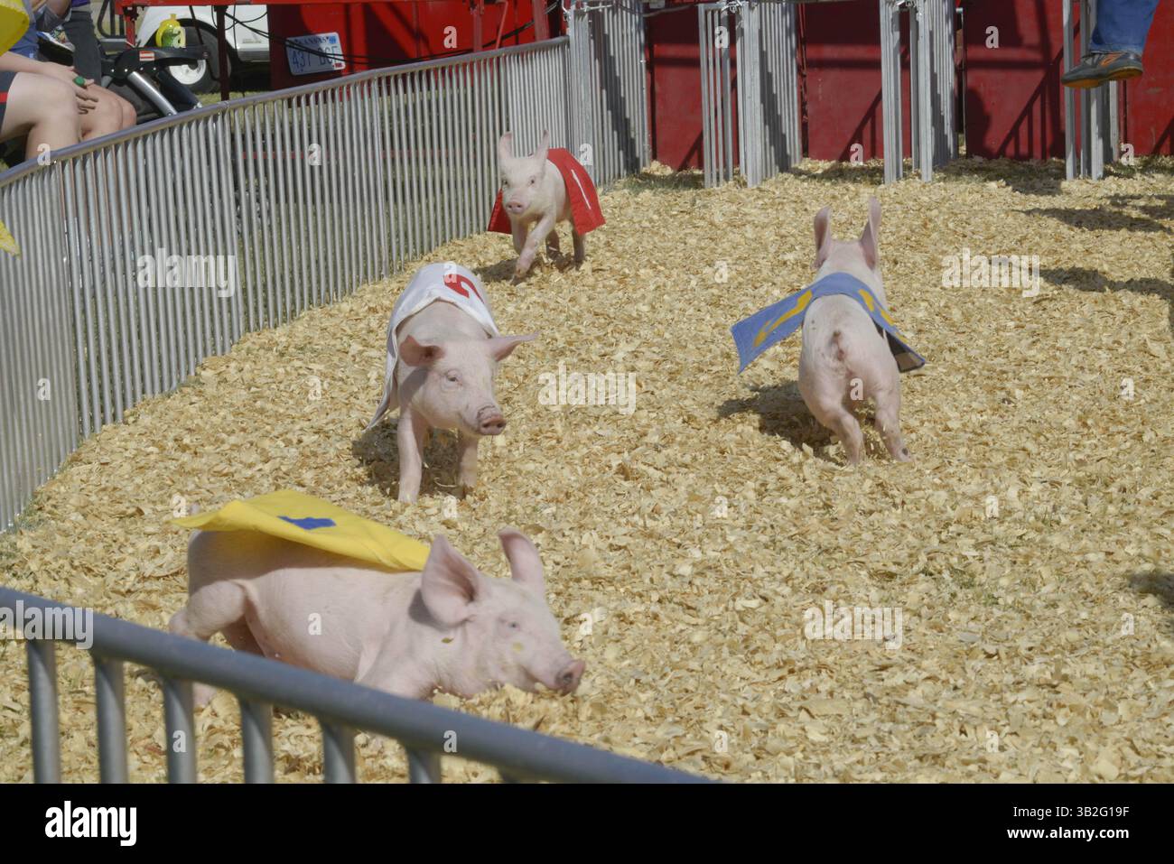 11 settembre 2015 - Hutchinson, Kansas, Stati Uniti d'America - Hutchinson, Kansas 9-11-2015 . Corse di maiali alla Kansas State Fair. Crediti: Mark Reinstein (immagine di credito: © Mark Reinstein tramite ZUMA Wire) Foto Stock