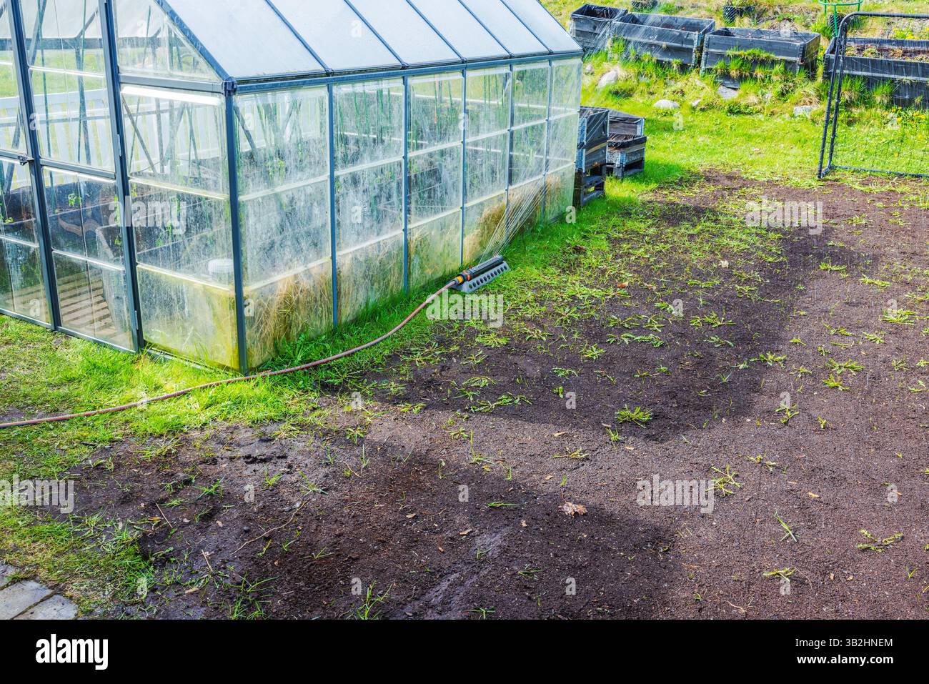 L'irrigatore d'acqua irriga il terreno vicino alla serra con piccoli appezzamenti di erba e aiuole nelle giornate di sole. Svezia. Foto Stock