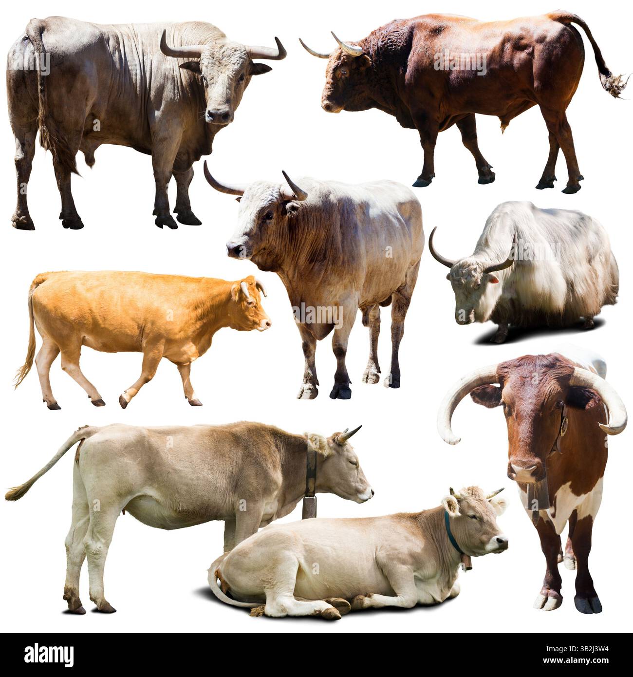 adesivi di diverse razze di mucche su sfondo bianco Foto Stock