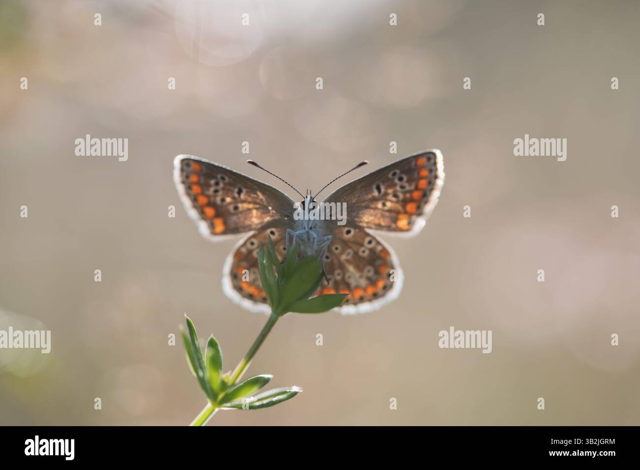 Retroilluminazione di una farfalla Lycaenidae con ali aperte Foto Stock
