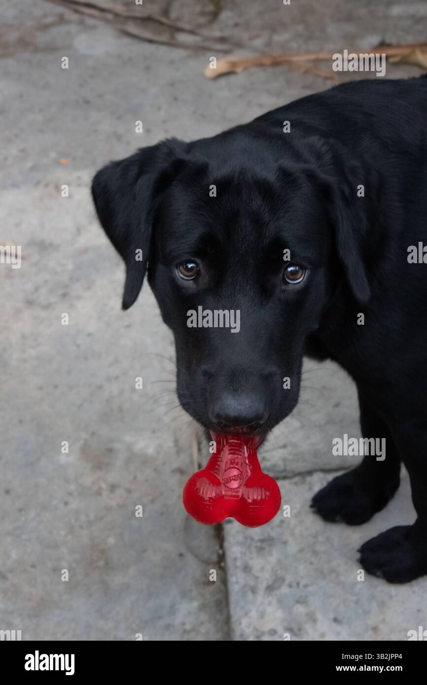Black Labrador Retriever guarda la fotocamera con un giocattolo rosso Foto Stock
