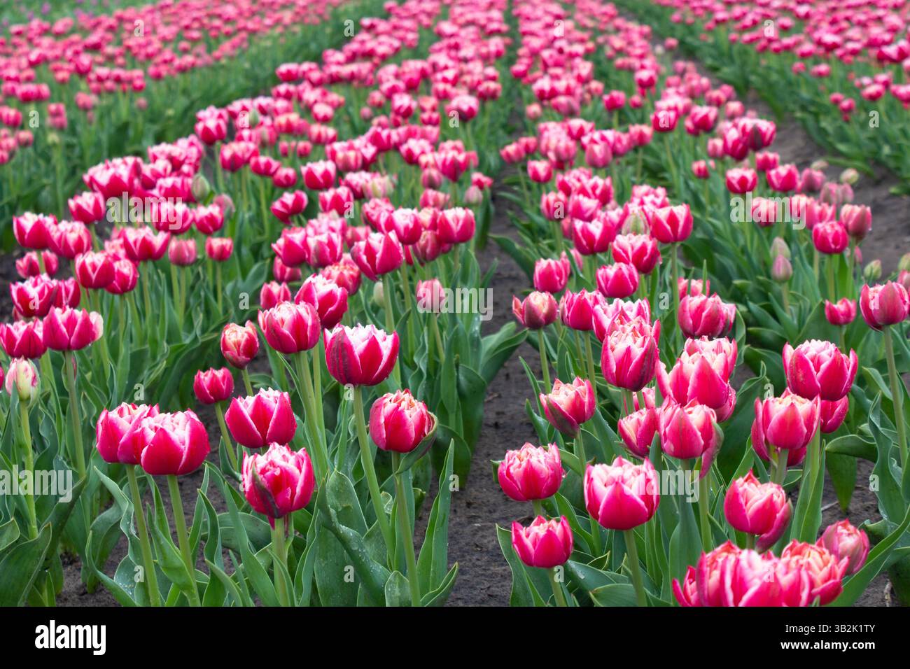 Molti fiori di tulipani in due colori in primavera. Tulipani cremisi in fiore. Foto Stock