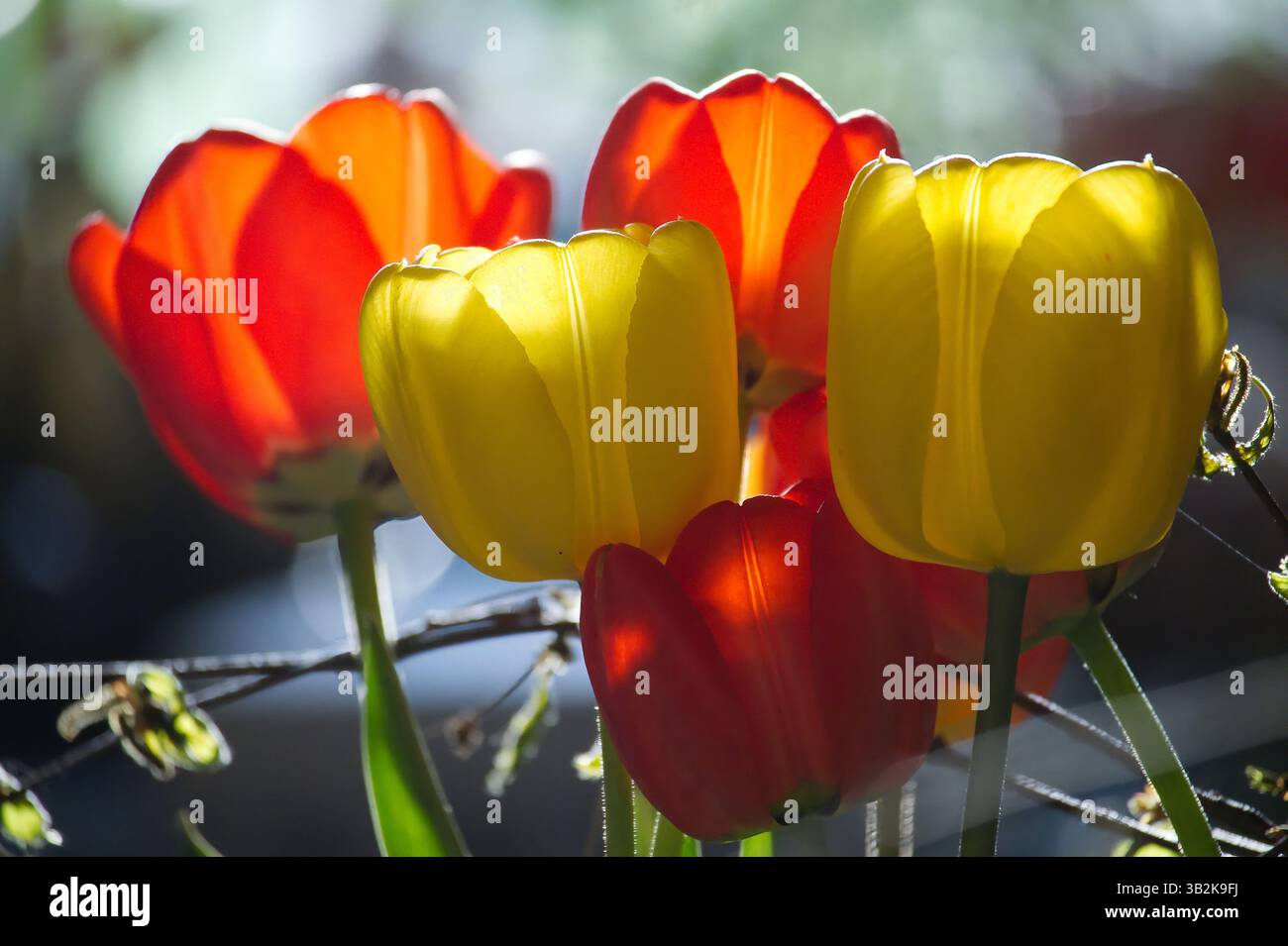Un gruppo di tulipani radianti nelle tonalità del rosso e del giallo crogiolano alla luce soffusa del sole, illuminando i loro delicati petali. Foto Stock