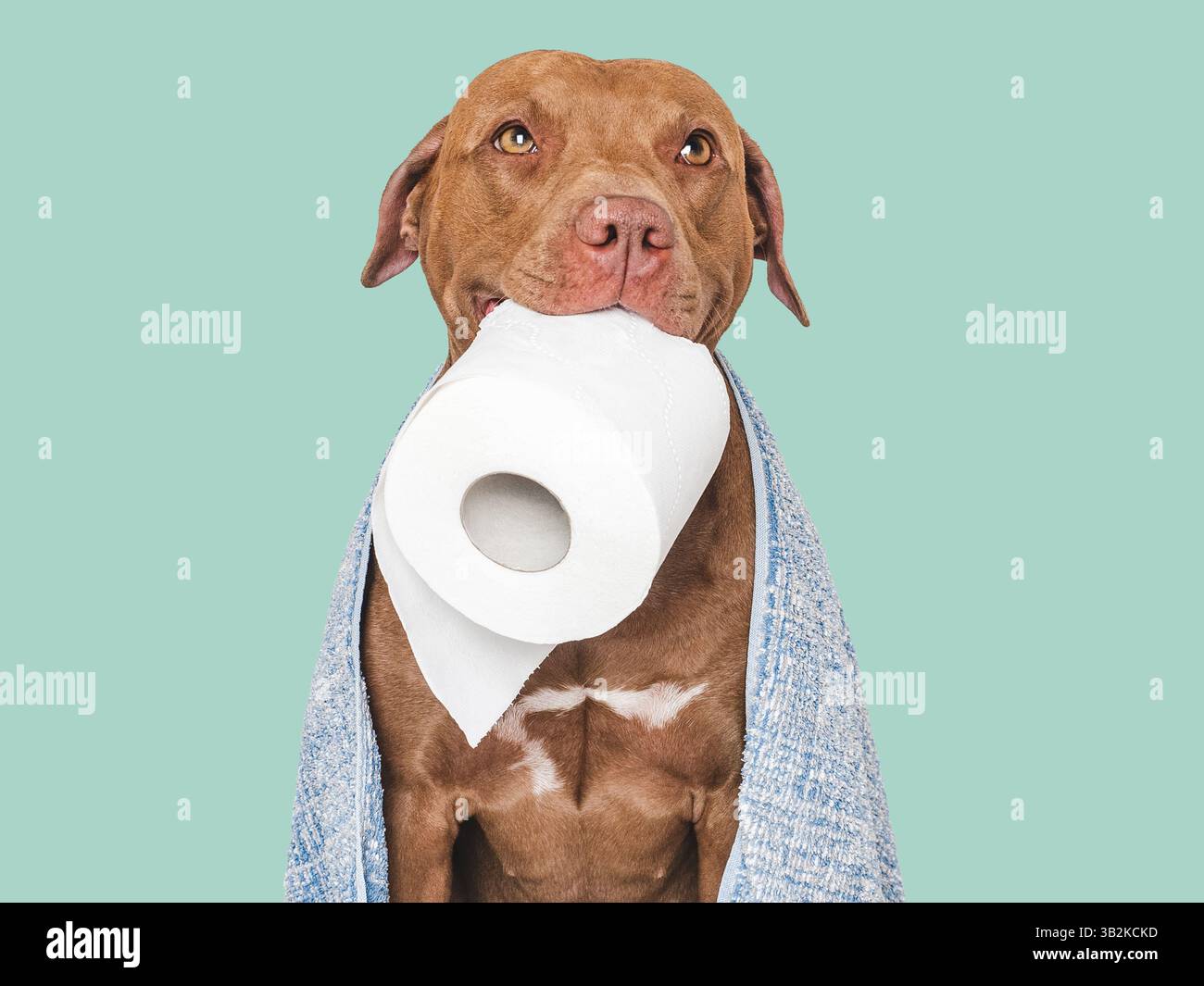 Bel cane marrone che regge un rotolo di carta igienica. Primo piano, al chiuso. Ripresa in studio. Concetto di cura, educazione, formazione all'obbedienza e allevamento di animali domestici. Igiene Foto Stock