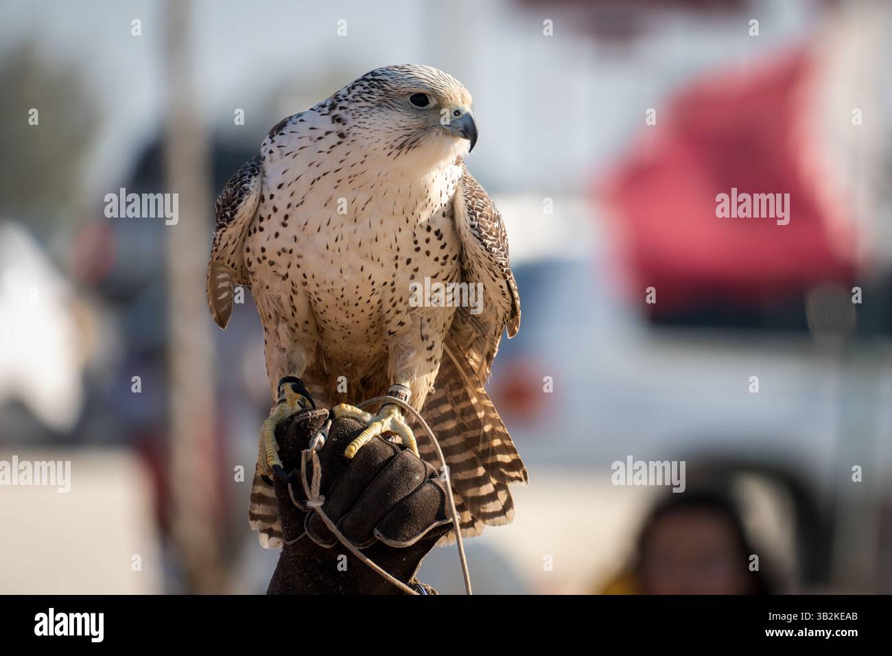 Un falco sul braccio di un uomo arabo. falconeria. Foto Stock