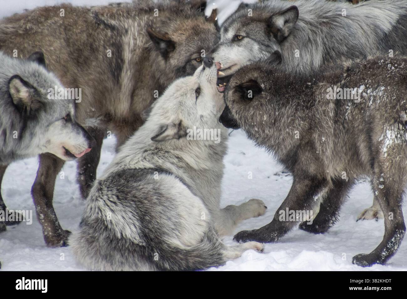 Un gruppo di lupi si impegna in interazioni sociali in mezzo a un paesaggio innevato. Le dinamiche del pack sono evidenti grazie a chiocciole giocose e gesti affettuosi Foto Stock