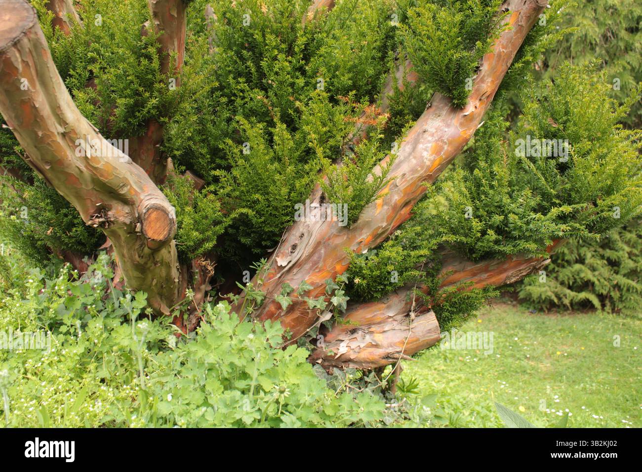 Caratteristico tronco di alberi a Zleby, Repubblica Ceca Foto Stock
