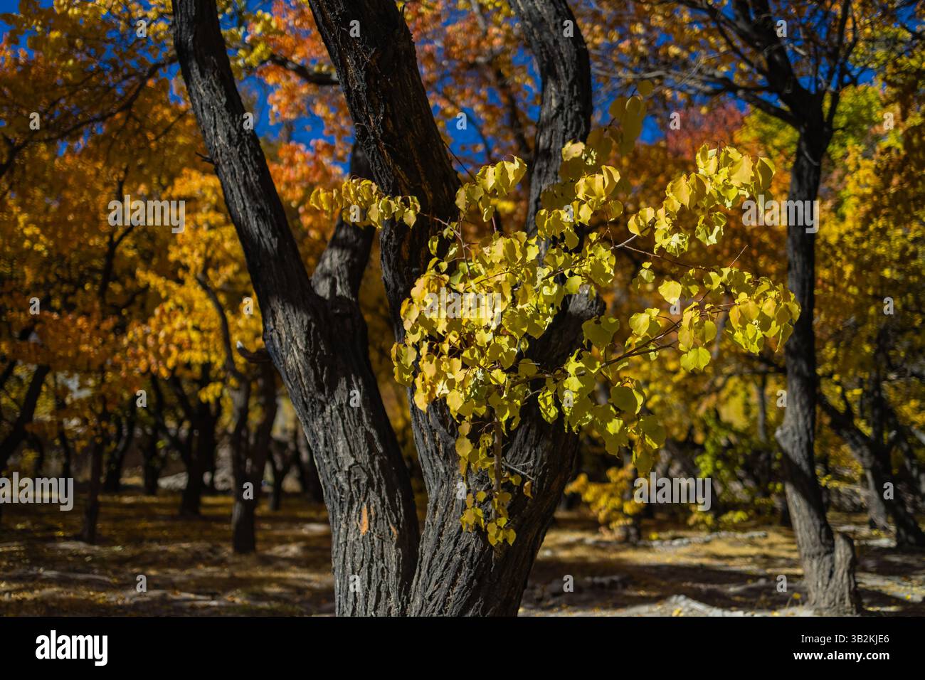 Una vista incontaminata degli alberi con foglie dorate gialle durante la stagione autunnale e i raggi del sole che cadono su di essi. Foto Stock