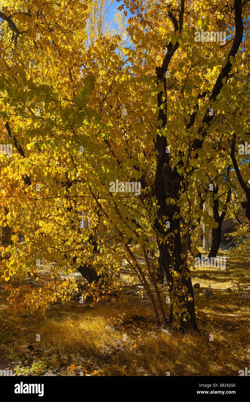 Una vista incontaminata degli alberi con foglie dorate gialle durante la stagione autunnale e i raggi del sole che cadono su di essi. Foto Stock