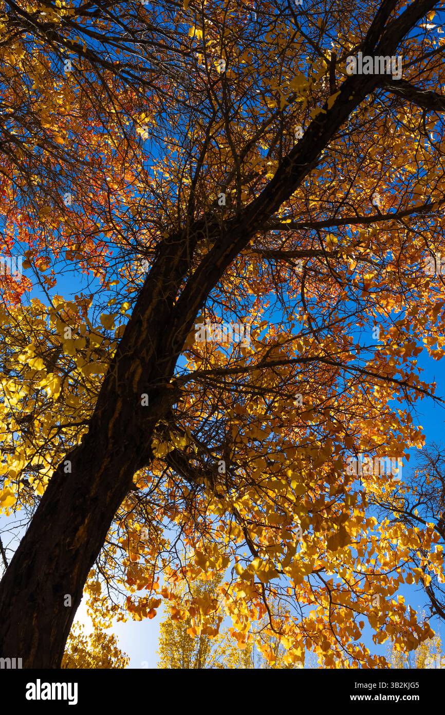 Una vista incontaminata degli alberi con foglie dorate gialle durante la stagione autunnale e i raggi del sole che cadono su di essi. Foto Stock
