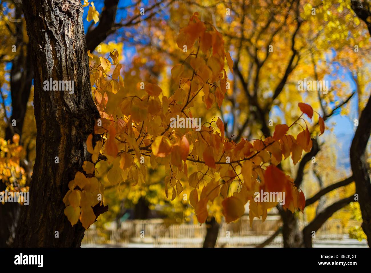 Una vista incontaminata degli alberi con foglie dorate gialle durante la stagione autunnale e i raggi del sole che cadono su di essi. Foto Stock