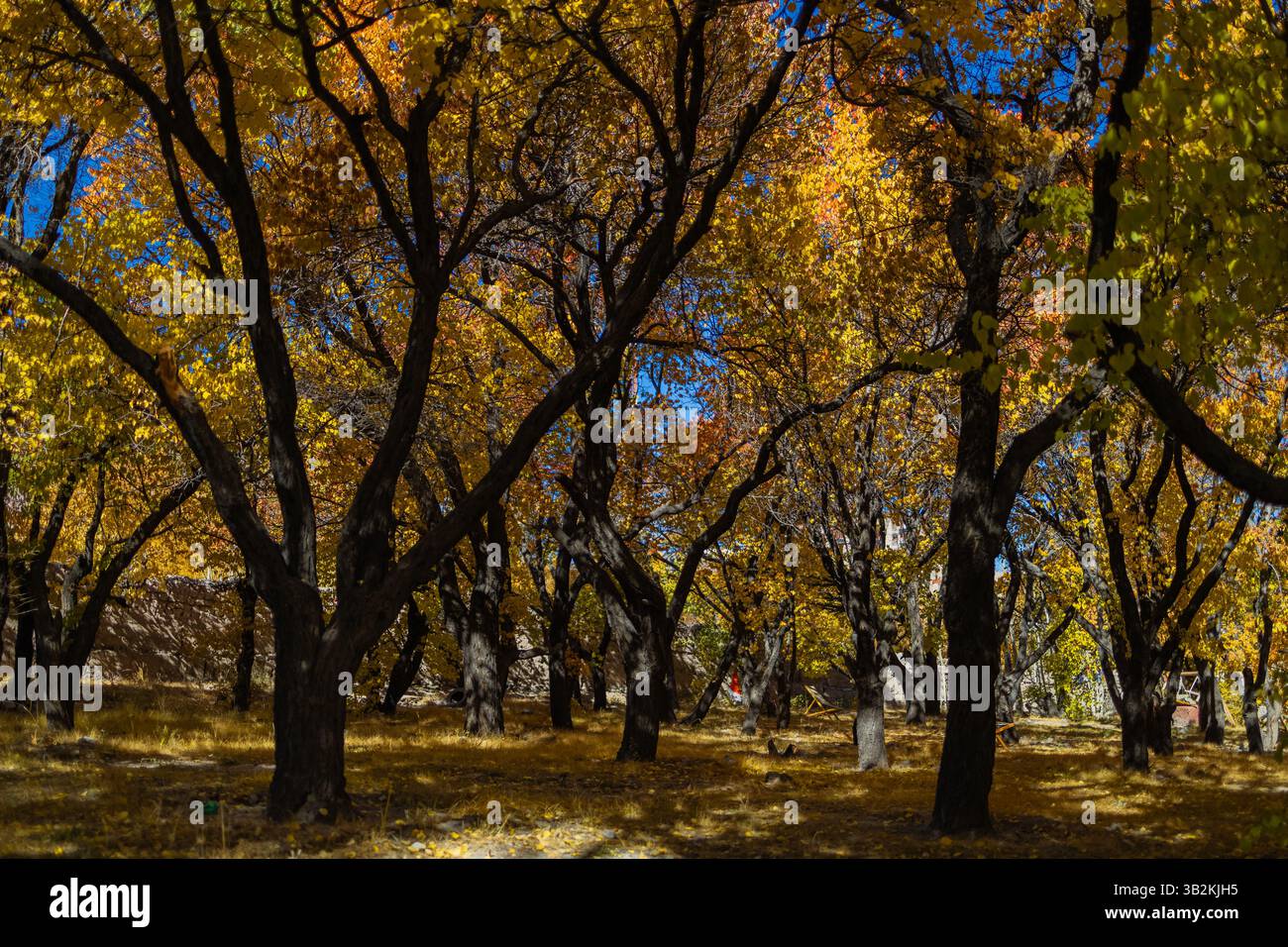 Una vista incontaminata degli alberi con foglie dorate gialle durante la stagione autunnale e i raggi del sole che cadono su di essi. Foto Stock