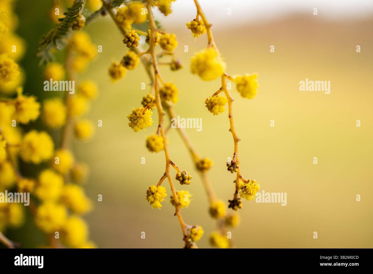 i fiori di wattle si chiudono Foto Stock