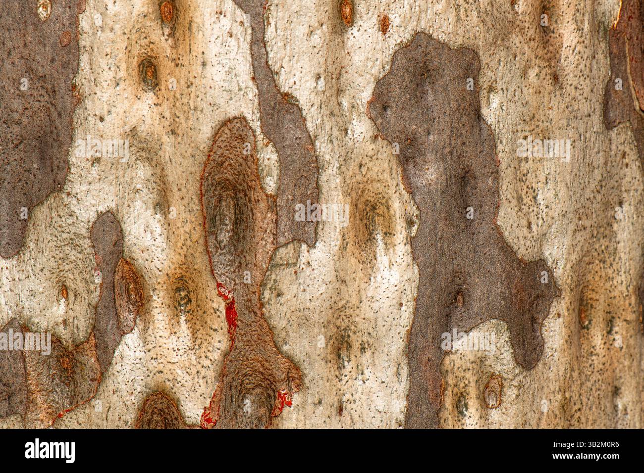 La corteccia di eucalipto è notevolmente variegata e una caratteristica chiave di questo iconico genere australiano. Foto Stock