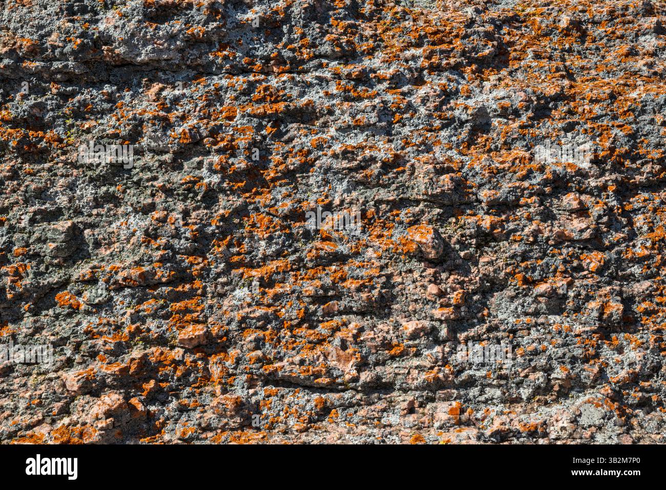 Licheni che crescono su rocce granitiche, Enchanted Rock State Natural area, in Hill Country vicino Fredericksburg, Texas, Stati Uniti Foto Stock