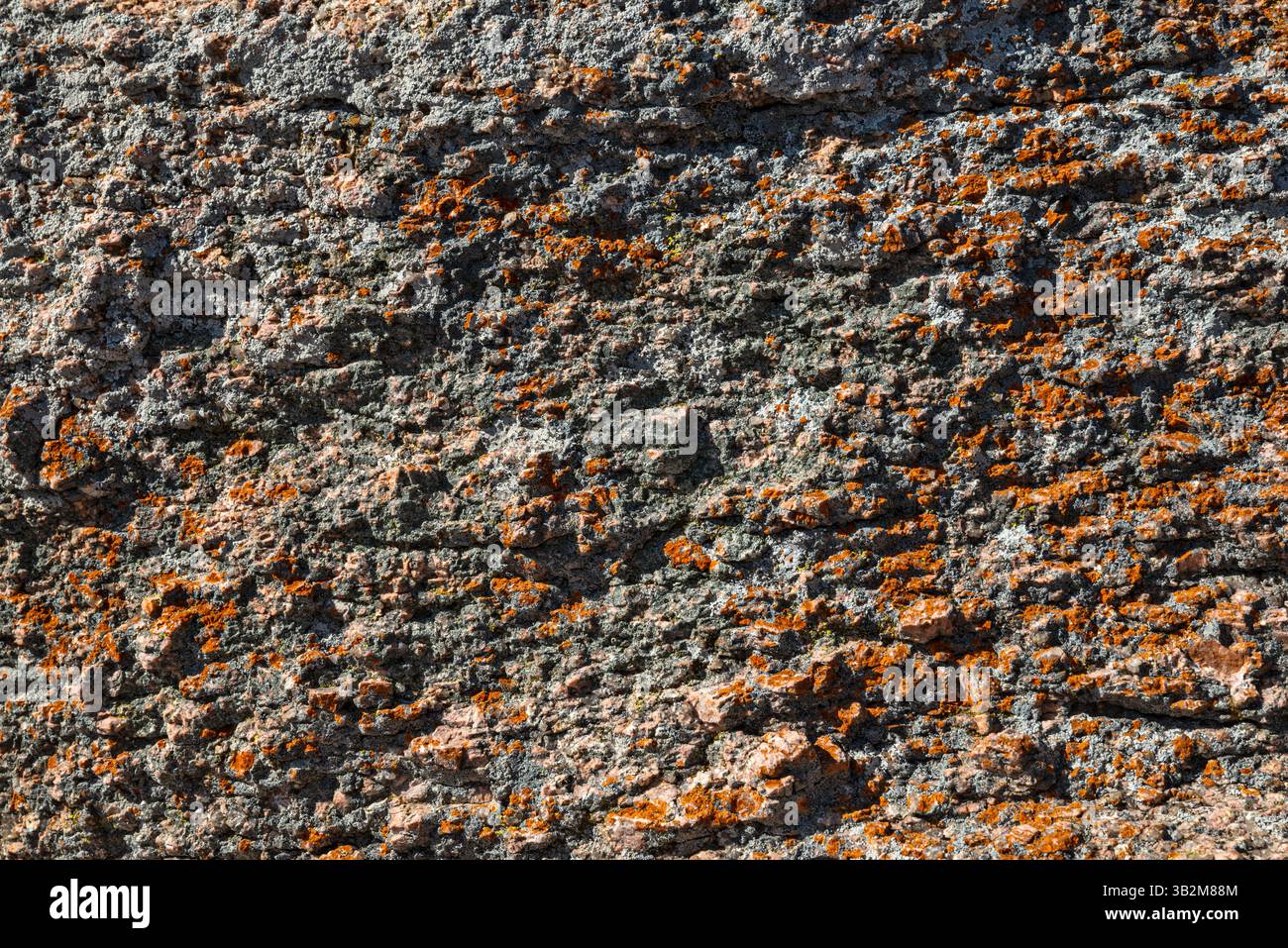 Licheni che crescono su rocce granitiche, Enchanted Rock State Natural area, in Hill Country vicino Fredericksburg, Texas, Stati Uniti Foto Stock