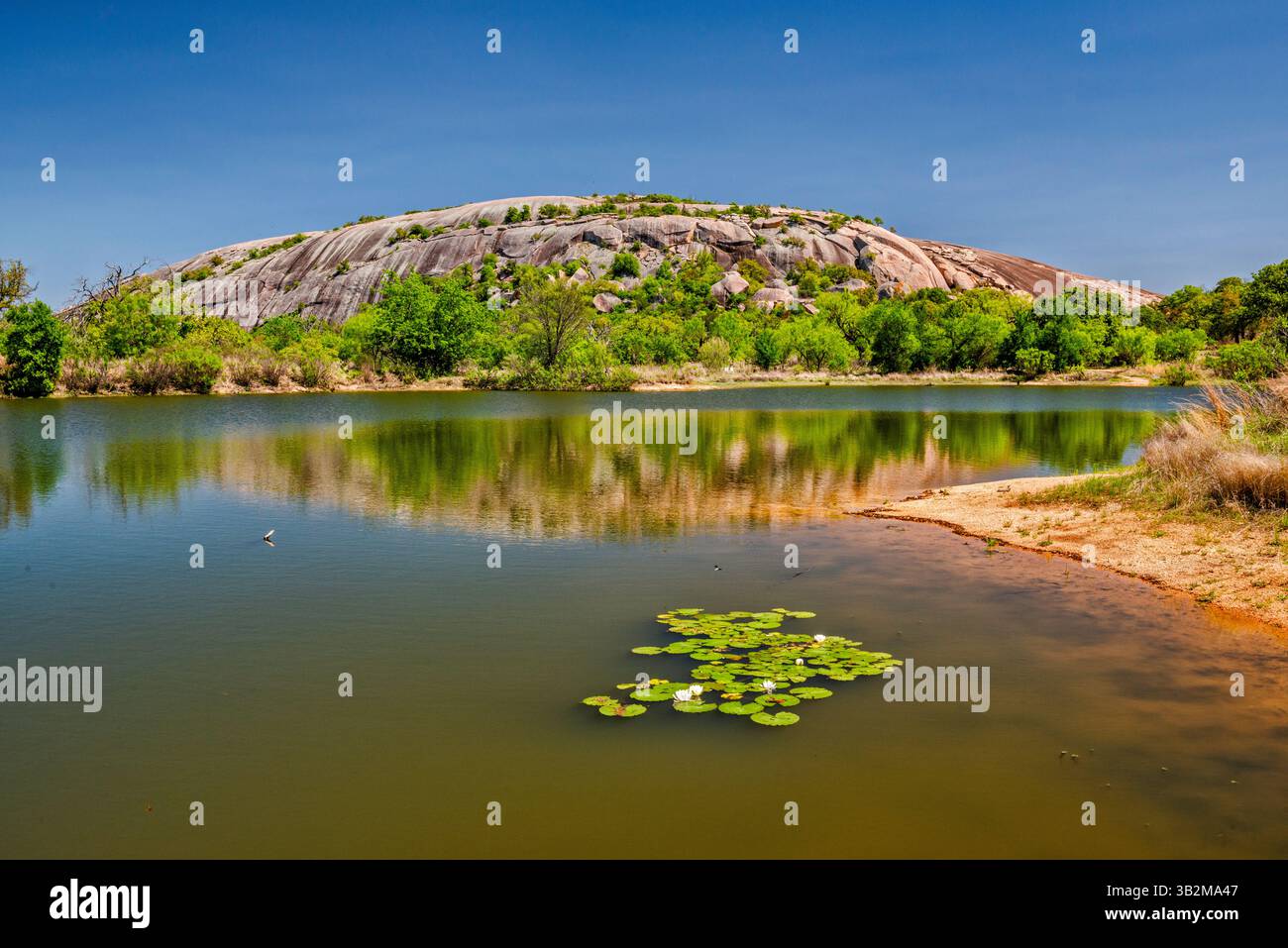 Ninfee sul lago Moss vicino al granito Main Dome, all'Enchanted Rock State Natural area, in Hill Country vicino a Fredericksburg, Texas, Stati Uniti Foto Stock