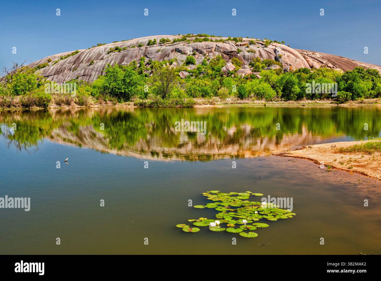 Ninfee sul lago Moss vicino al granito Main Dome, all'Enchanted Rock State Natural area, in Hill Country vicino a Fredericksburg, Texas, Stati Uniti Foto Stock