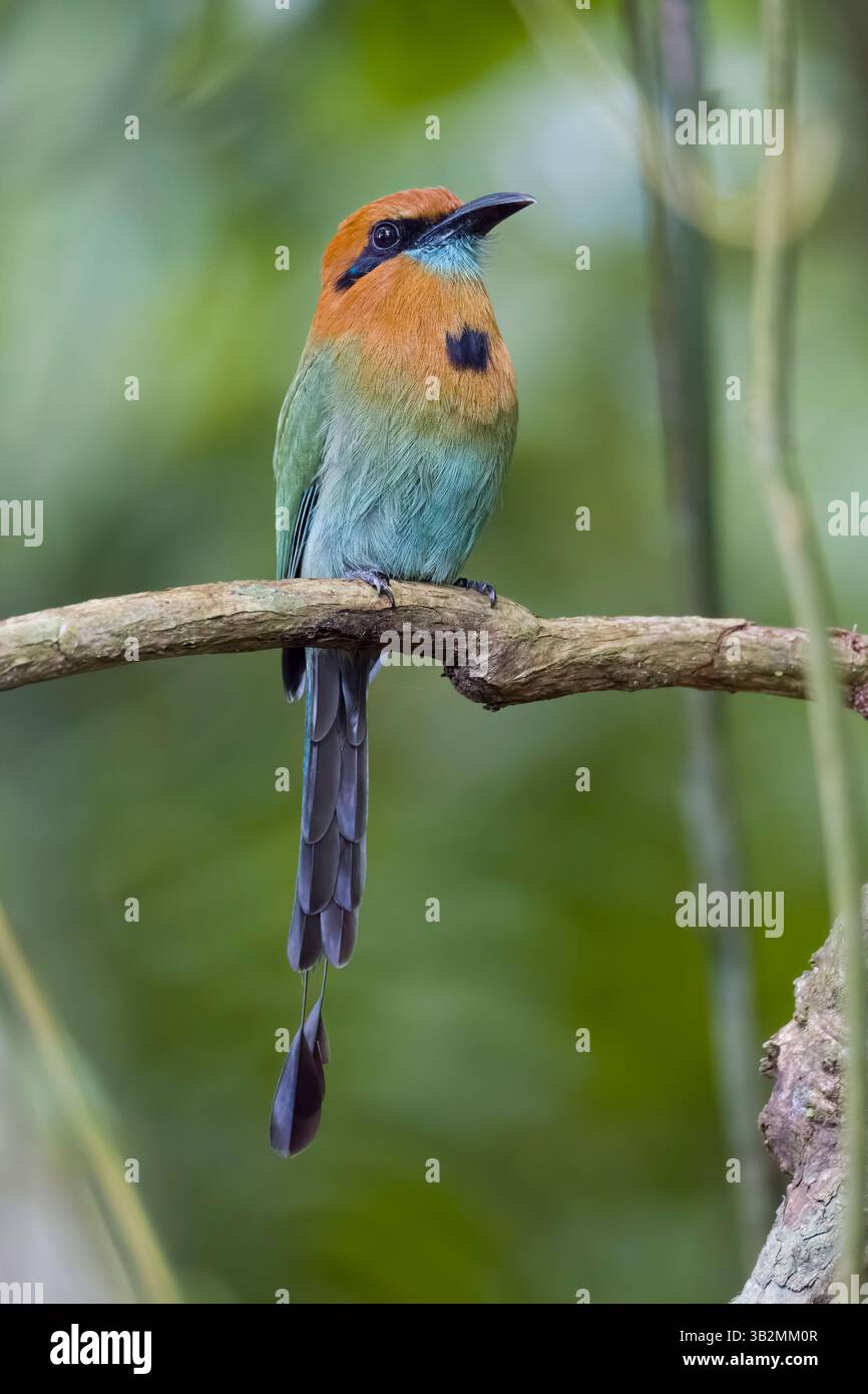 Motmot a pagamento in Costa Rica Foto Stock