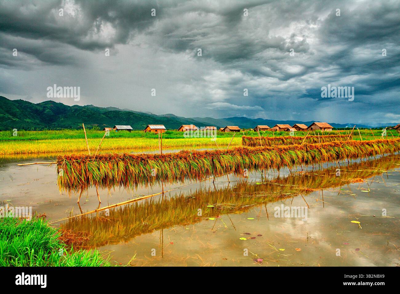 Coltivazioni di riso nel lago Inle. Myanmar Foto Stock
