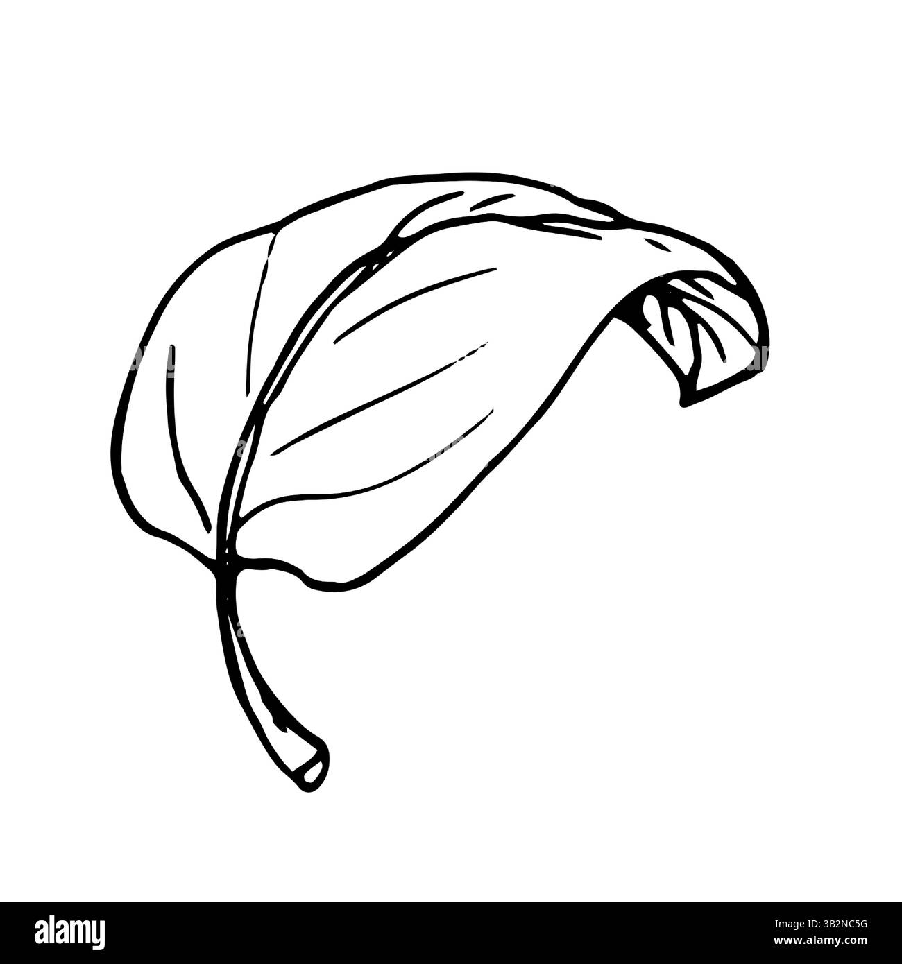 Una foglia di un albero, uno schizzo di inchiostro bianco e nero. Illustrazione vettoriale. Illustrazione botanica di foglie di fiori, isolate su sfondo bianco. D. Lineare Illustrazione Vettoriale