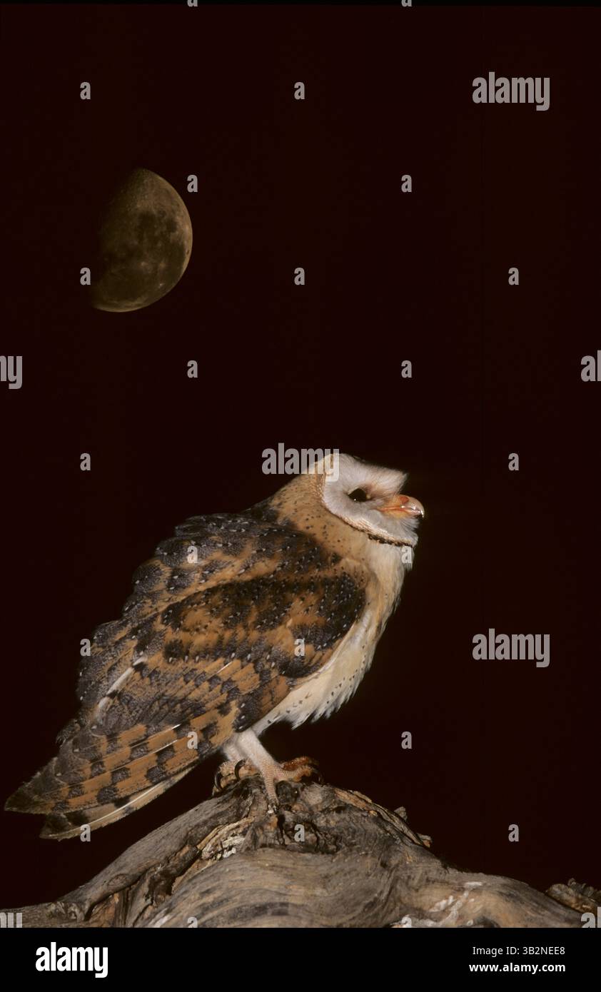 Il barbagianni (Tyto alba), il barbagianni seduti su un albero morto, Regno Unito, Scozia Foto Stock