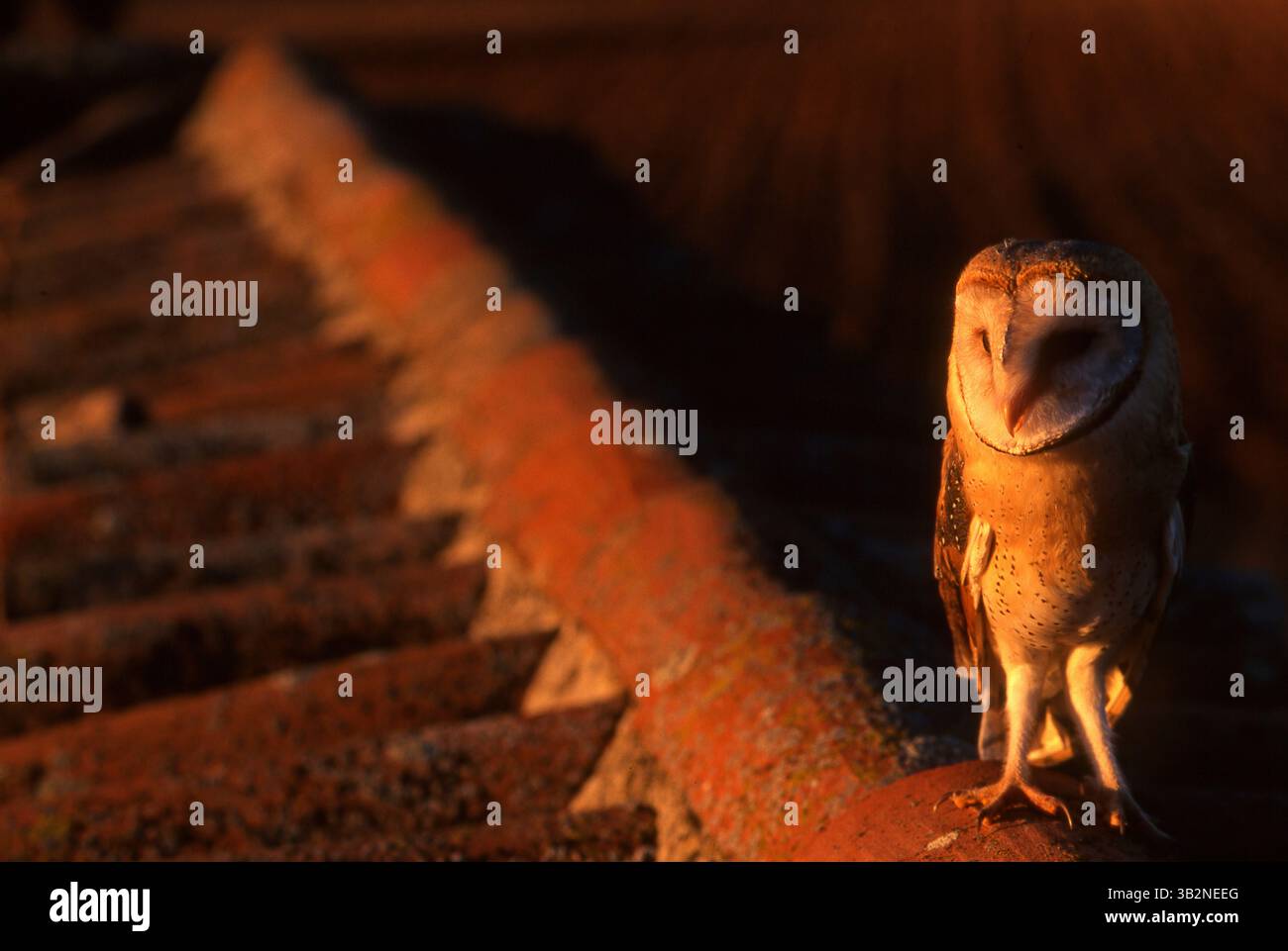 Barn Owl, Tyto alba. Parco naturale di Villafafila. Zamora. Spagna Foto Stock