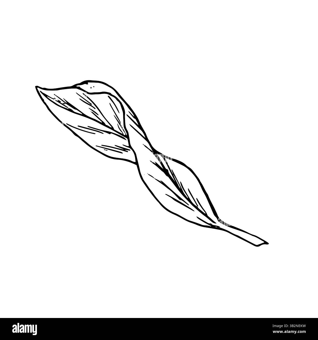 Una foglia di un albero, uno schizzo di inchiostro bianco e nero. Illustrazione vettoriale. Illustrazione botanica di foglie di fiori, isolate su sfondo bianco. D. Lineare Illustrazione Vettoriale