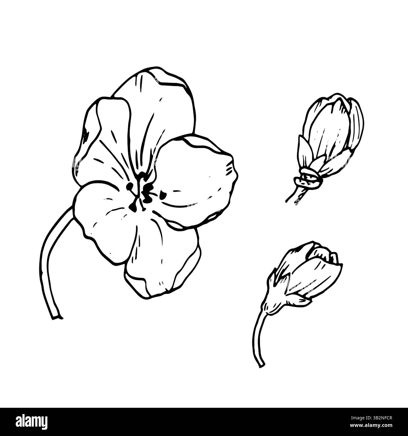 Un fiore con petali e boccioli su un ramoscello, uno schizzo in inchiostro bianco e nero. Illustrazione vettoriale. Un fiore selvatico e un albero fiorito sono isolati su un terreno Illustrazione Vettoriale