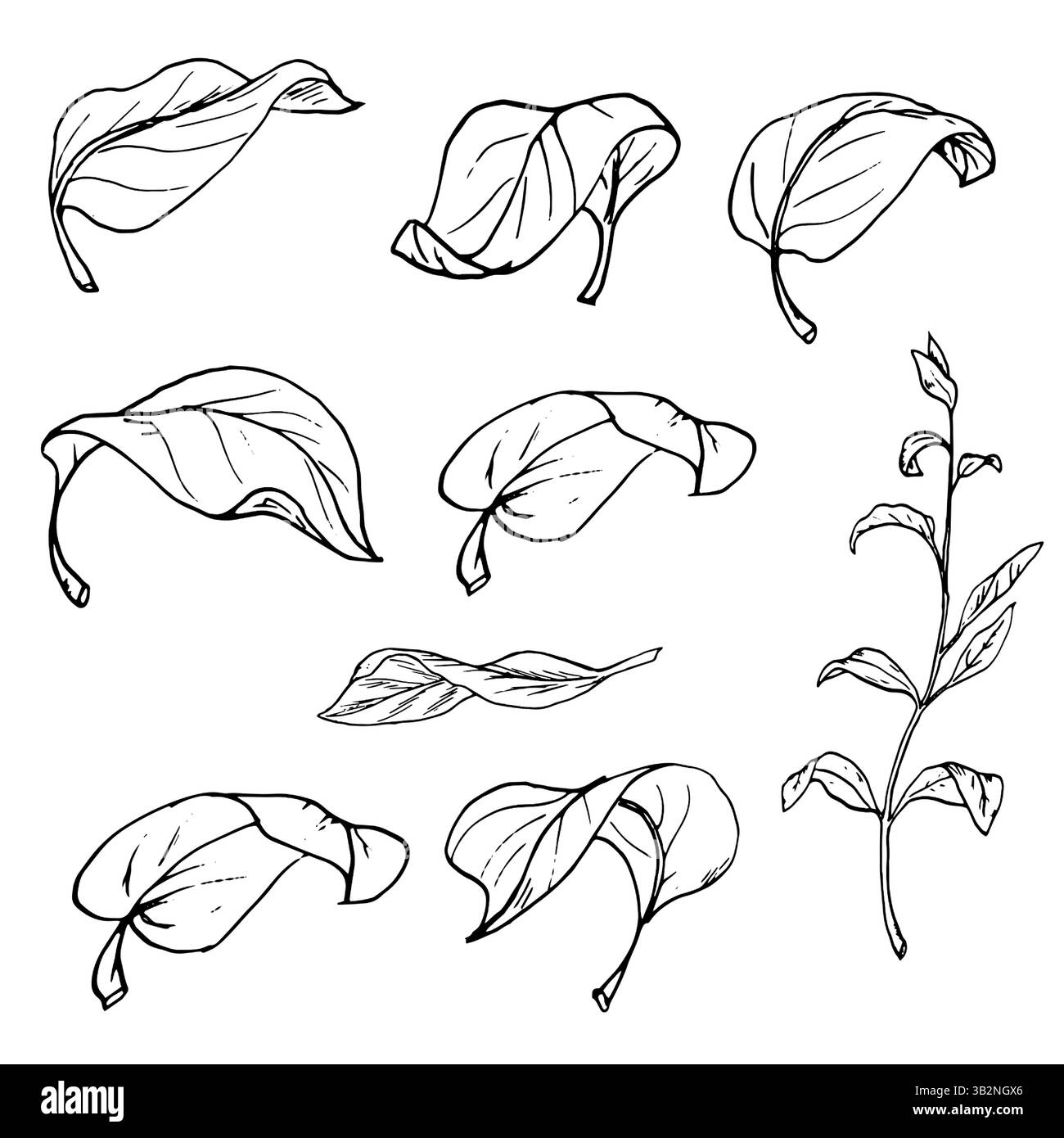 Foglie di forme diverse e un ramoscello, inchiostro bianco e nero. Illustrazione vettoriale. Un insieme botanico di foglie di alberi e fiori, isolato su un Illustrazione Vettoriale