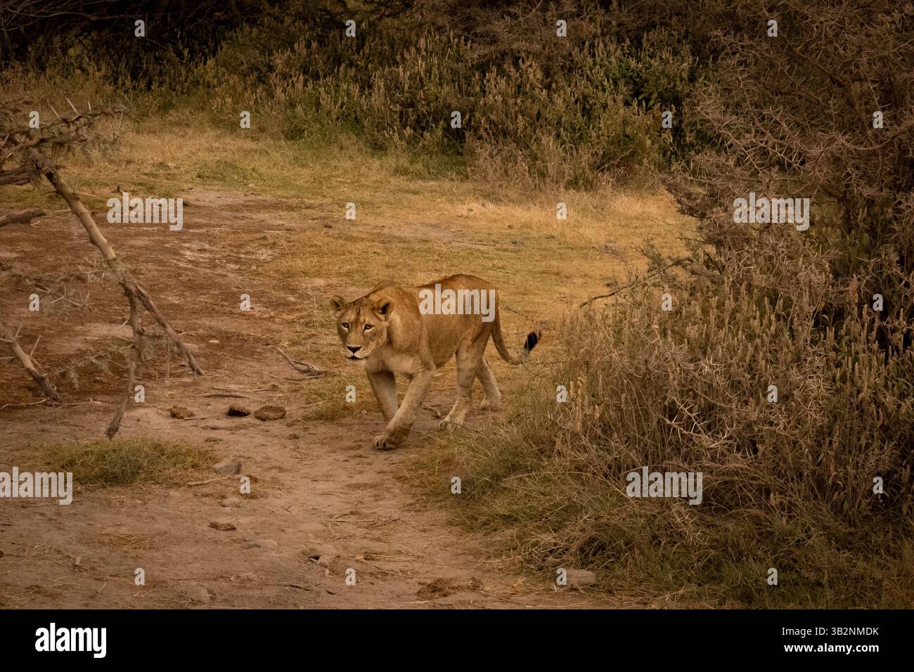 Lioness nel cratere di Ngorongoro, Tanzania durante un safari Foto Stock