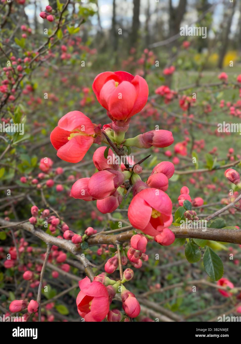 Vibranti fiori rossi di magnolia nel verde lussureggiante, perfetti per la natura, la botanica e i temi del giardino. Evoca freschezza, vitalità, bellezza. Perfetto per la ba floreale - Immagine stock catturata con smartphone