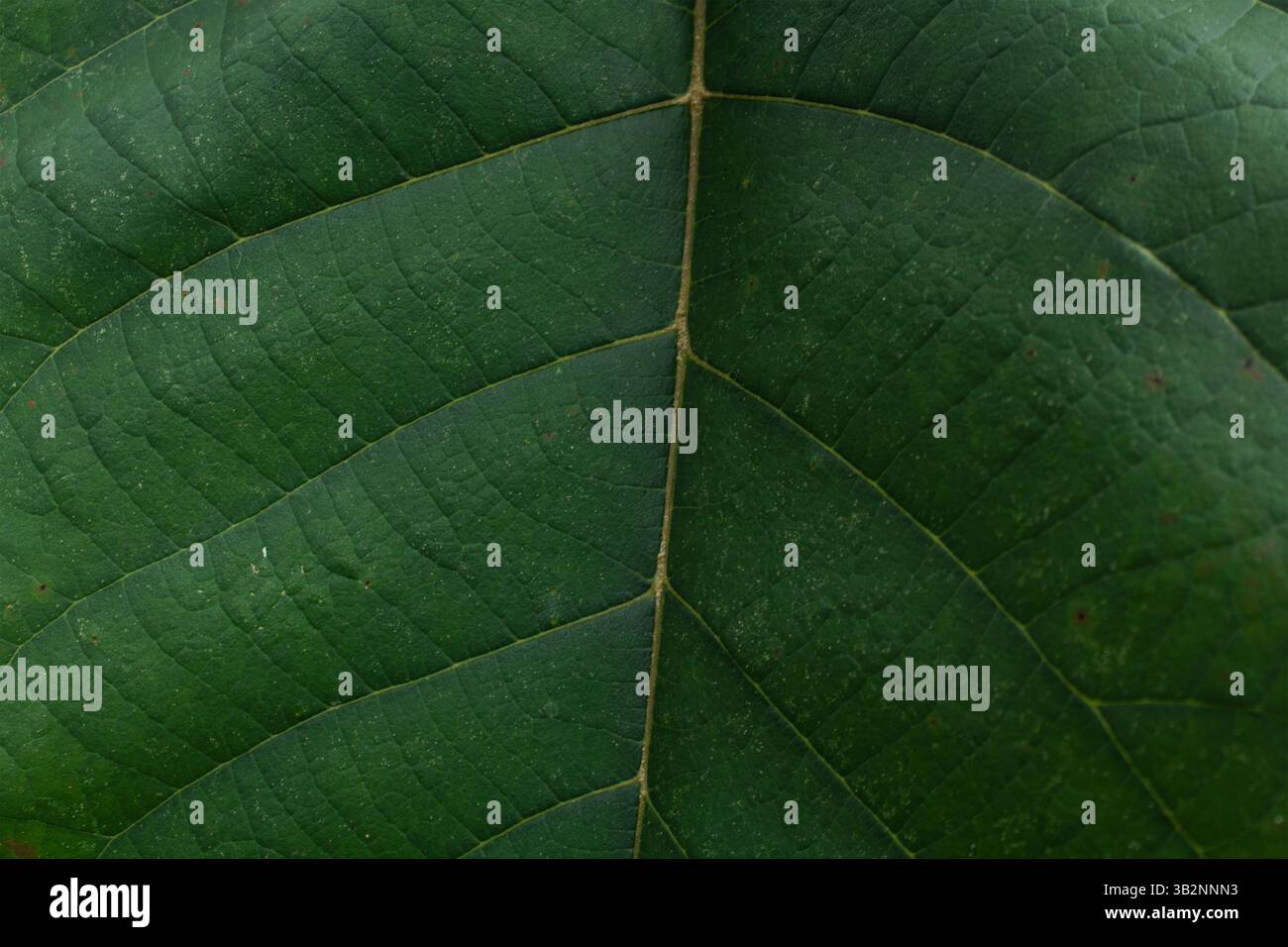 Perdita di una foglia tropicale con vene prominenti Foto Stock