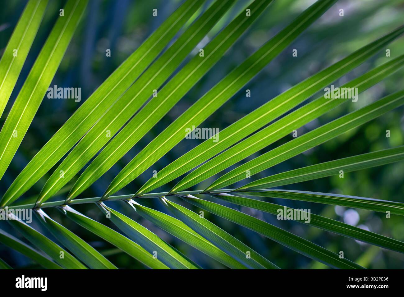 Foglia di palma verde nella parte posteriore illuminata. Vegetazione luminosa della foresta pluviale illuminata dalla luce del sole. Sfondo estetico botanico naturale. Foresta tropicale di palme Foto Stock
