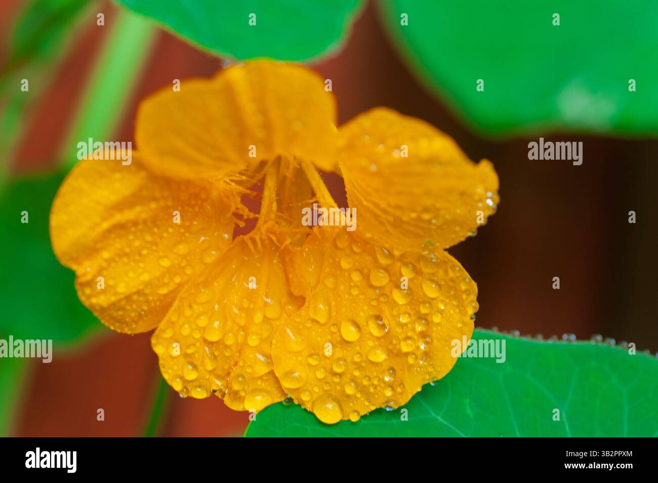 Un vivace fiore di nasturtium giallo risplende con rugiada mattutina, i suoi petali e le foglie adornate da scintillanti goccioline. Questo fiore commestibile sta fiorendo Foto Stock