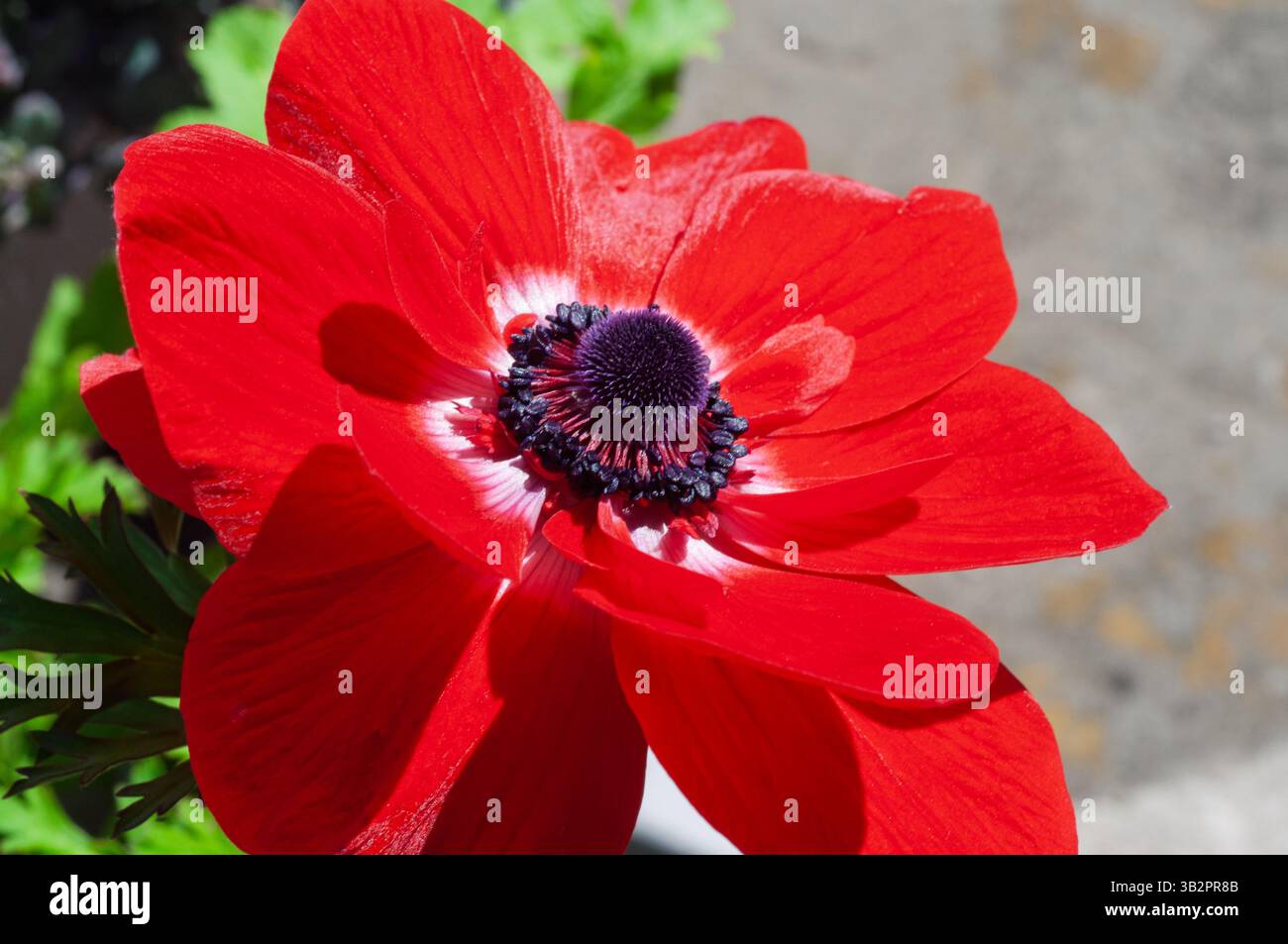 Un vivace fiore di anemone rosso, con il suo suggestivo centro viola scuro, fiorisce alla luce del sole, mostrando i suoi delicati petali e i dettagli intricati. Foto Stock Un vivace fiore di anemone rosso, con il suo suggestivo centro viola scuro, fiorisce alla luce del sole, mostrando i suoi delicati petali e i dettagli intricati. Foto Stock
