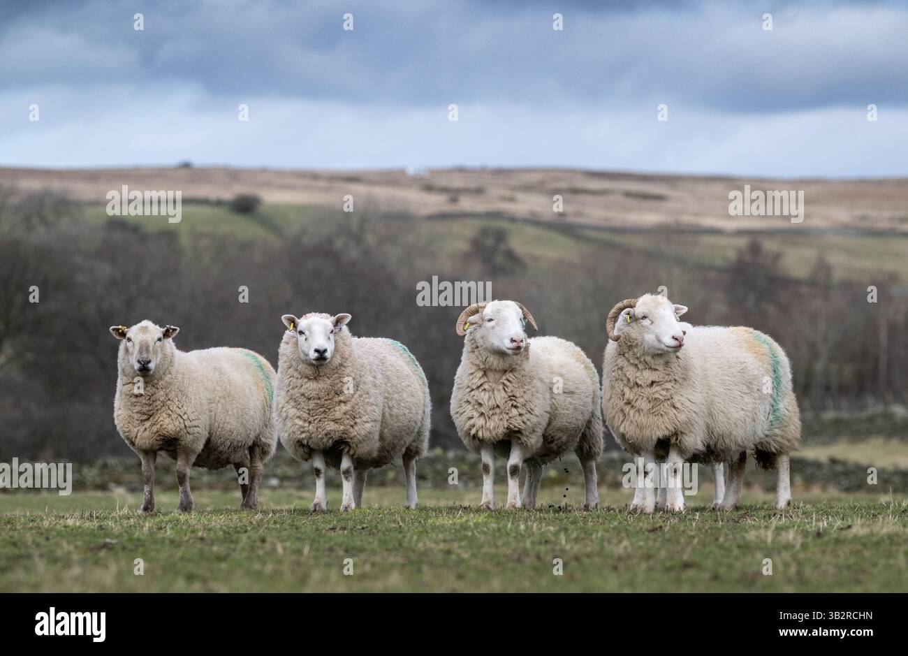 Pecore del Whitefaced Woodland, una rara razza britannica, su un pascolo di montagna nel tardo inverno. Cumbria, Regno Unito. Foto Stock