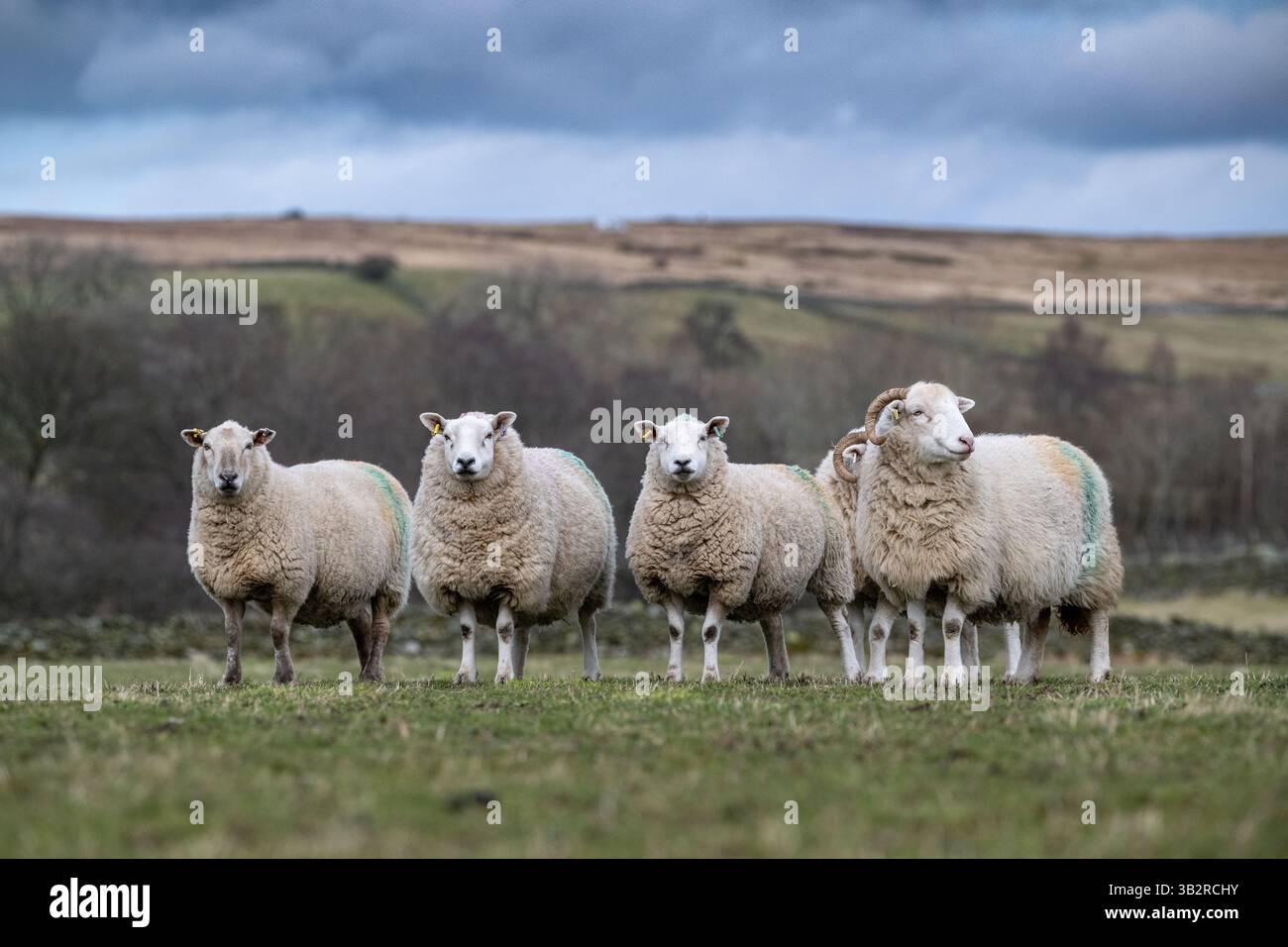 Pecore del Whitefaced Woodland, una rara razza britannica, su un pascolo di montagna nel tardo inverno. Cumbria, Regno Unito. Foto Stock